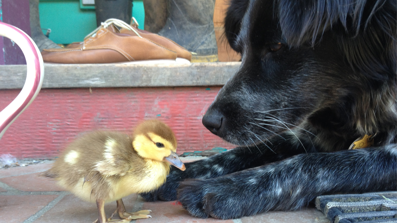 dog with duckling